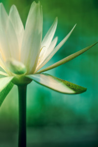 white lotus